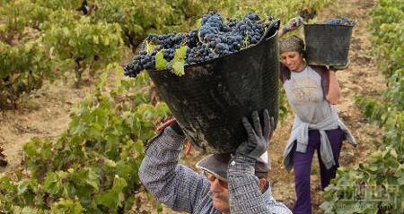 2013西班牙跃升全球最大葡萄酒生产国【酒文
